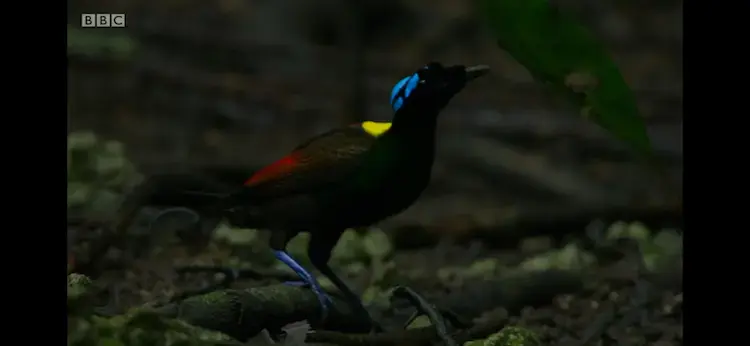 Wilson's bird-of-paradise (Diphyllodes respublica) as shown in Planet Earth II - Jungles